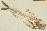 Plate of Two Fossil Fish (Diplomystus & Knightia) - Wyoming #320415-1